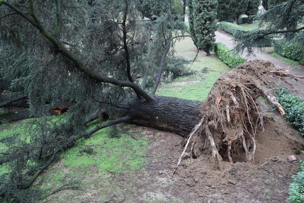 Imola -CIMITERO PIRATELLO STORICO CEDRO CROLLATO NELLA ZONA MONUMENTALE