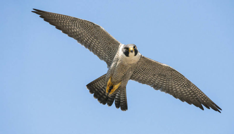 falco-pellegrino-ok