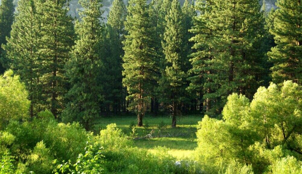 pine trees